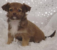 Long Hair Chihuahua 
Puppy for Sale
Sold